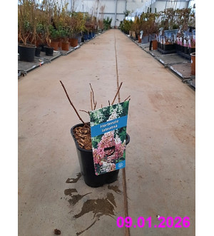 Hydrangea pan. 'Pink Lady' C 1,4 L